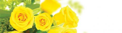 Yellow Roses